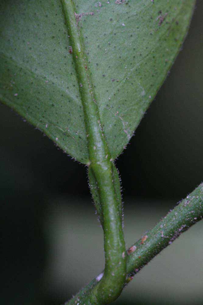              Petiole (Riverside, CA)       